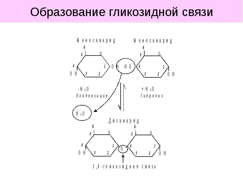 Образовательная связь. Альфа 1 6 гликозидная связь. Бета 1 4 гликозидная связь. Бета 1 3 гликозидная связь. О-Α-D-1,4-гликозидная связь.