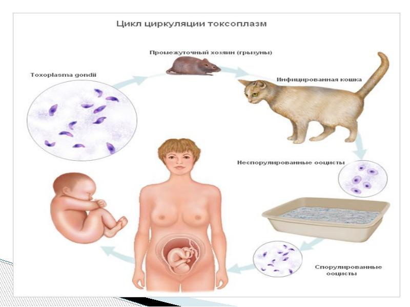 Клиническая картина токсоплазмоза кратко