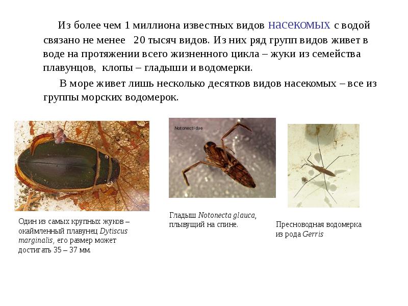 Сравни окружающую среду жука плавунца и водомерки составь план наблюдения