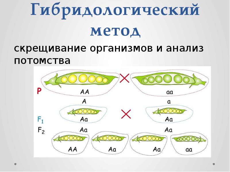 Презентация гибридологический метод