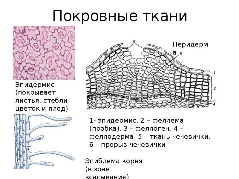 Участки ткани