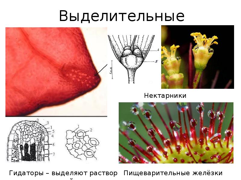 Выделительная ткань растений рисунок