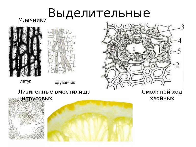 Рисунки тканей растений