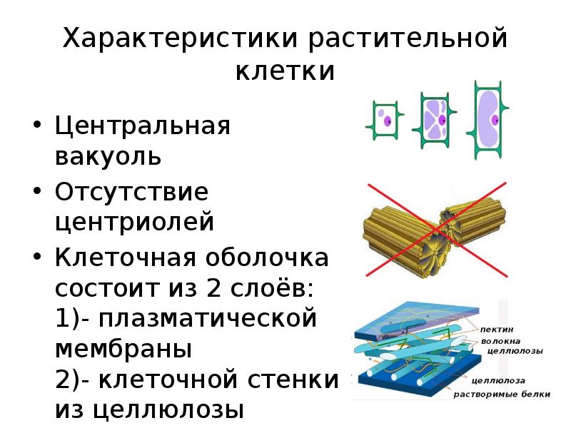 Центриоль и вакуоль