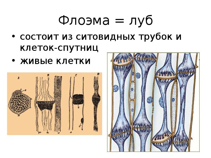 Ситовидные трубки луба. Лубяные волокна флоэмы. Ситовидные трубки и клетки-спутницы. Ситовидные трубки флоэмы. Состоит из ситовидных трубок.