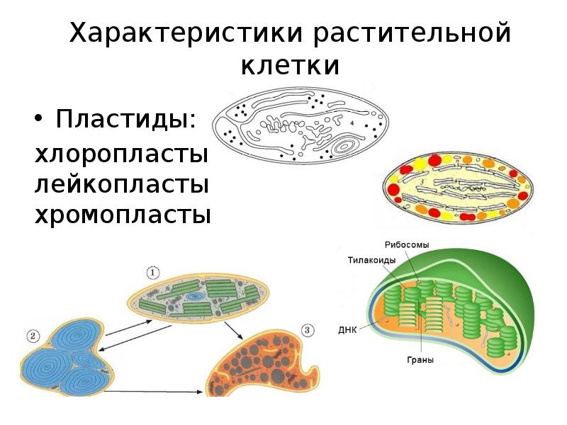 Пластиды в клетках растений. Пластиды хлоропласты. Пластиды хлоропласты хромопласты лейкопласты. Строение растительной пластиды. Хлоропласты хромопласты лейкопласты.