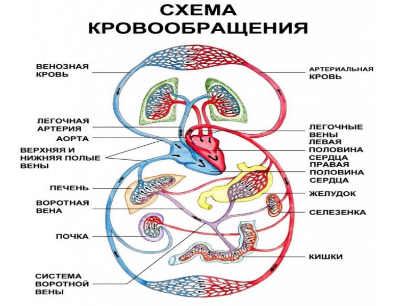 Кровеносная система человека презентация 11 класс