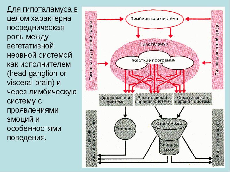 Физиология эмоций презентация по физиологии