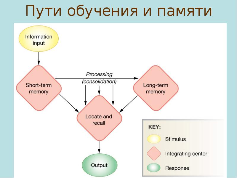 Путь обучения. Карта пути обучения. Память и обучение. Путь к преподаванию.