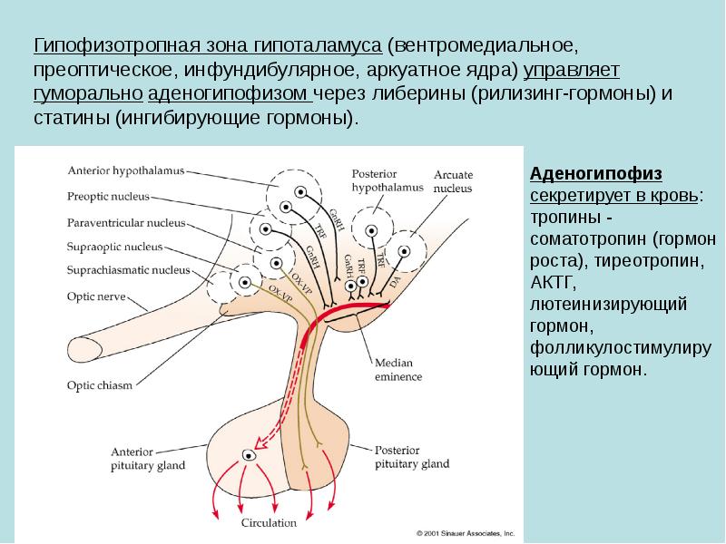 Физиология эмоций презентация по физиологии