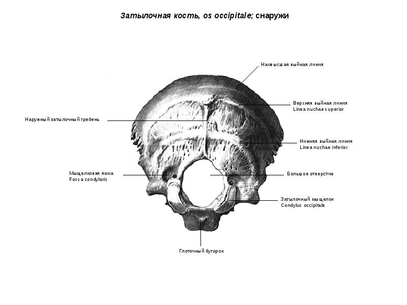 Затылочная кость [1978 Краев А.В. - Анатомия человека. Том 1]
