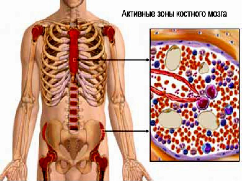 Костный мозг фото