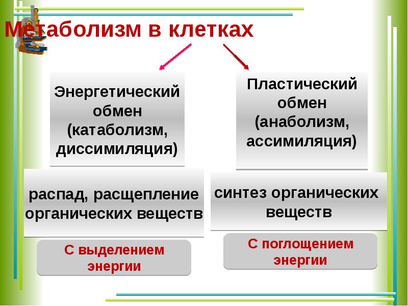 Пластический и энергетический обмен тест с ответами