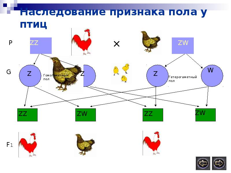 Пол у птиц. Генетика пола наследование признаков. Генетика пола у птиц. Наследование признака пола у птиц. Наследование пола у животных.