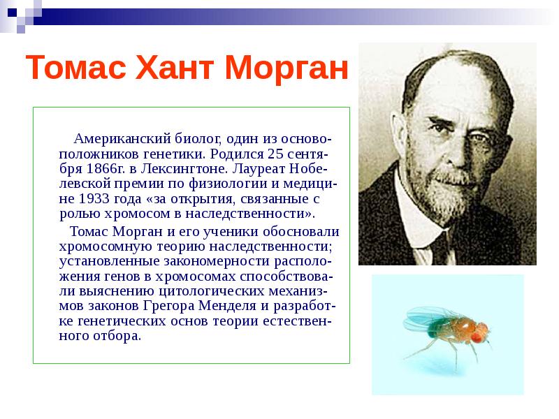 Томас морган презентация