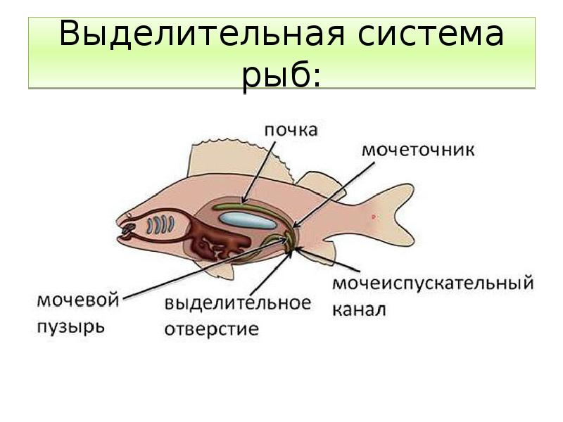 Выделительная система рыб схема