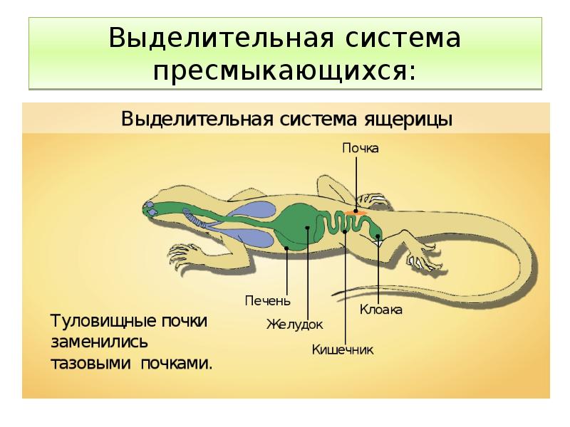 Органы выделения 7 класс презентация