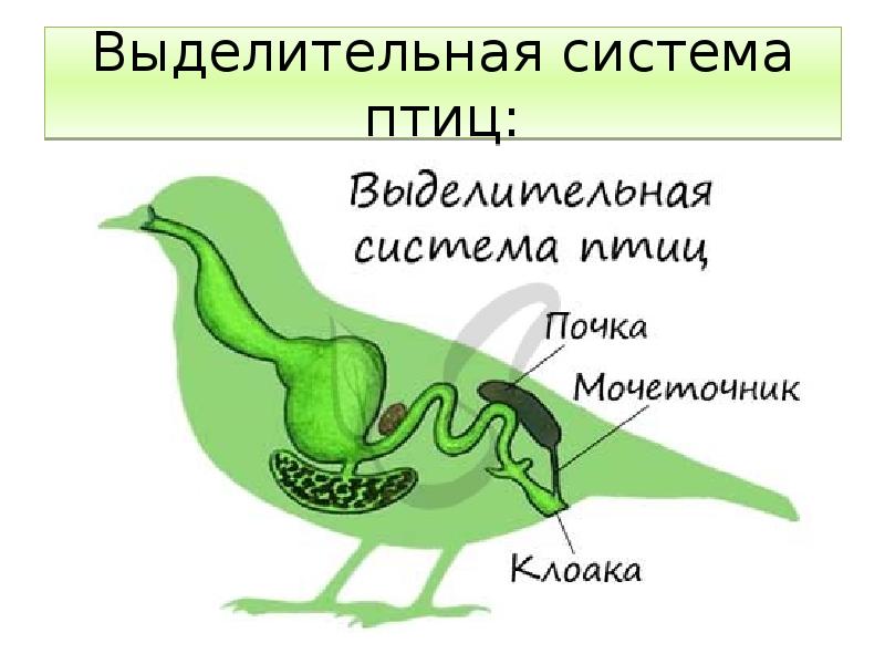 Картинка пищеварительная система птиц