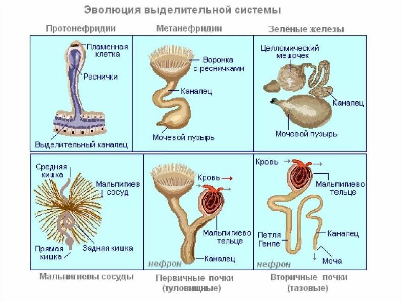 Схема какой системы органов животных показана на рисунке 3 пищеварительная выделительная нервная