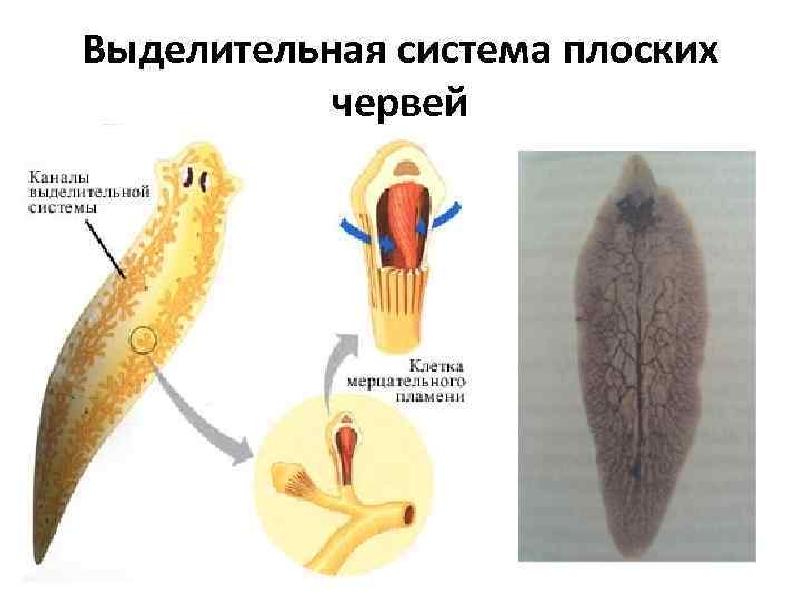 Органы выделительной системы червя. Плоские черви выделительная система. Выделительная система органов плоских червей. Тип плоские черви органы выделения. Тип выделительной системы у плоских червей.