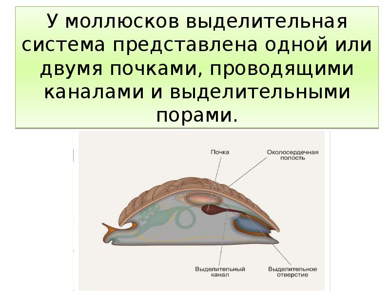 Выделение у животных 6 класс