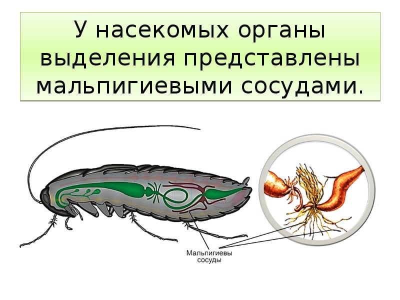 К какой системе относится зеленая железа. Органы выделения насекомых. Схема органы выделения у животных. Выделительная система насекомых представлена. Выделительная система простейших.