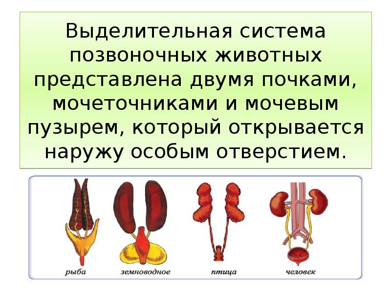 Органы выделения у животных 7 класс презентация