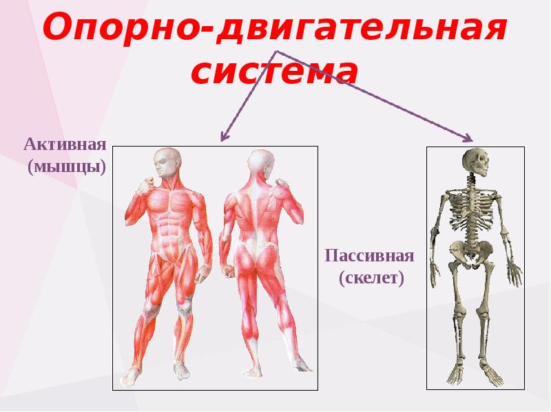 Опорно двигательная система человека презентация