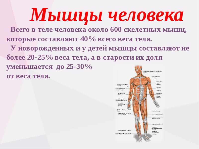 Мышечная система человека презентация