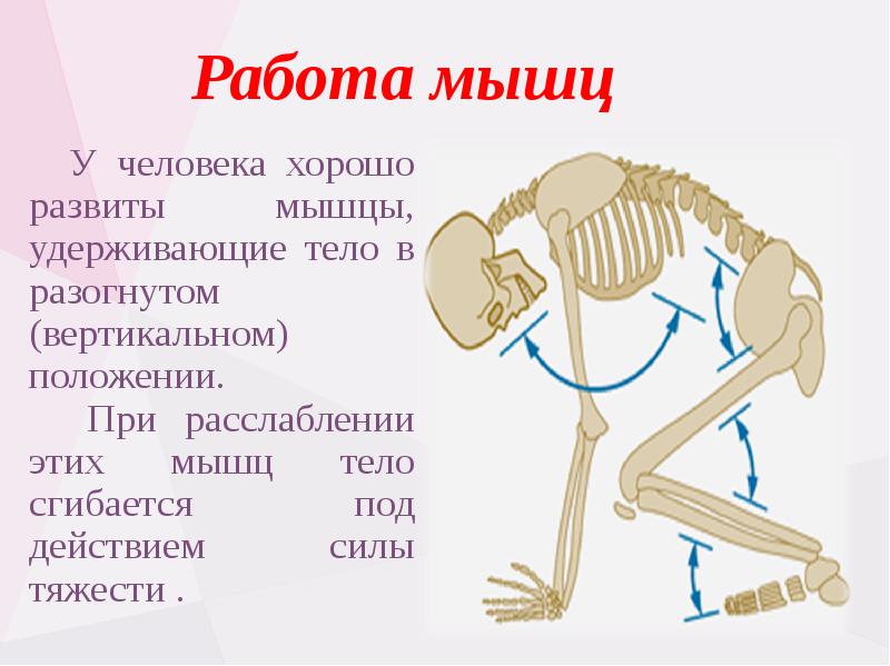 Презентация опорно двигательная система человека 8 класс