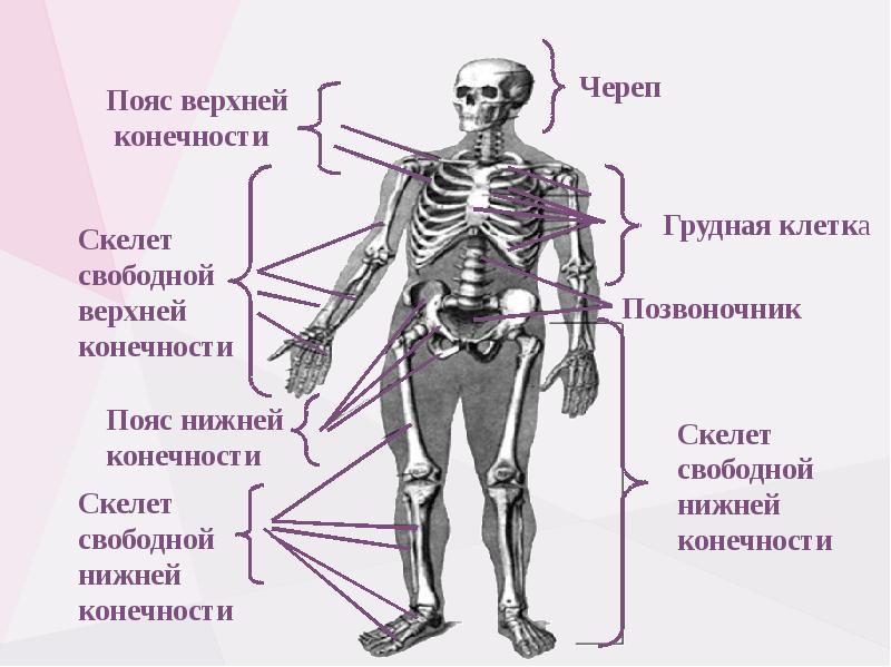 Опорно двигательная система человека презентация