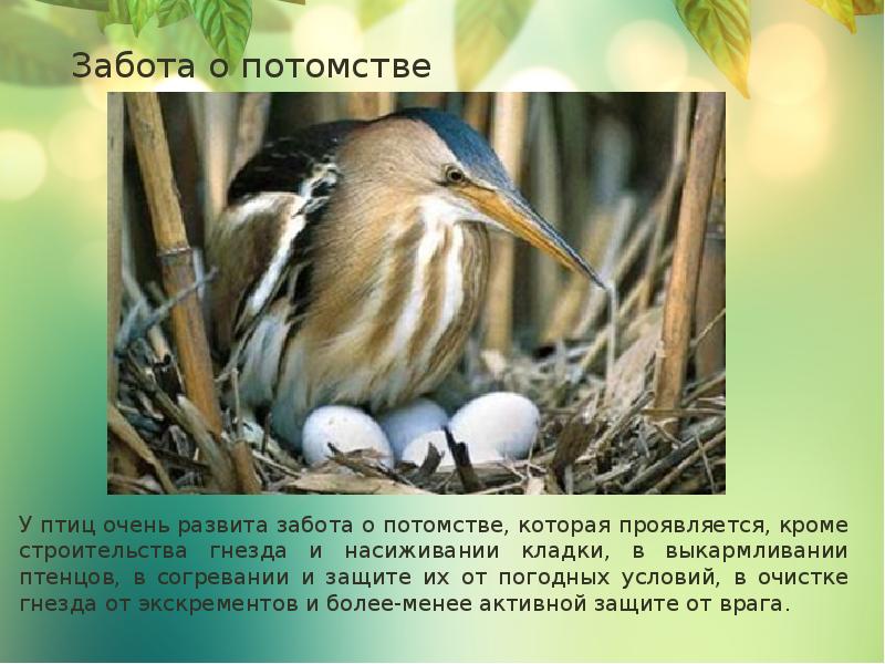 У птиц развита забота о потомстве. Забота о потомстве у птиц. Птицы которые заботятся о птенцах.