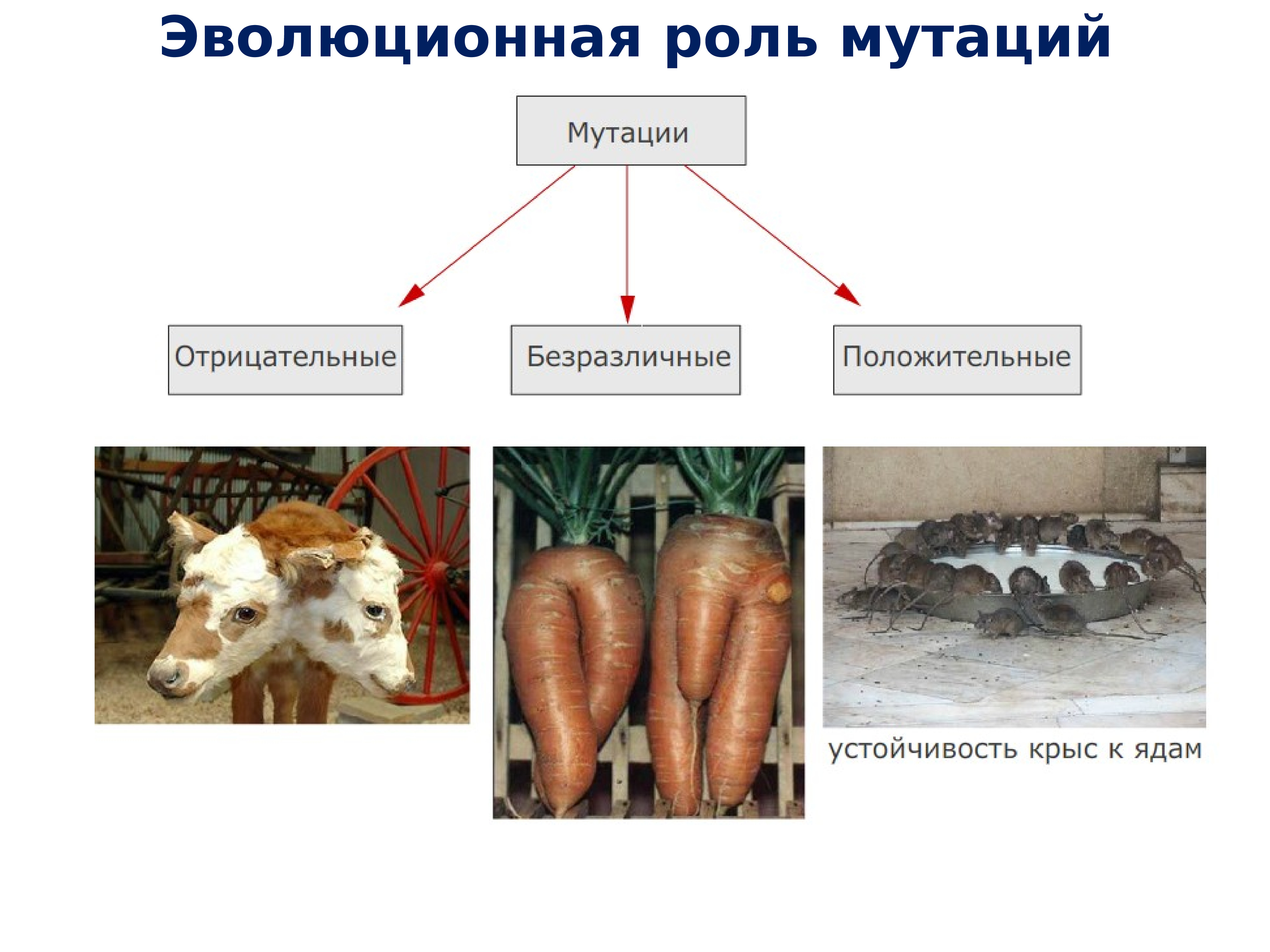 Презентация мутации у животных