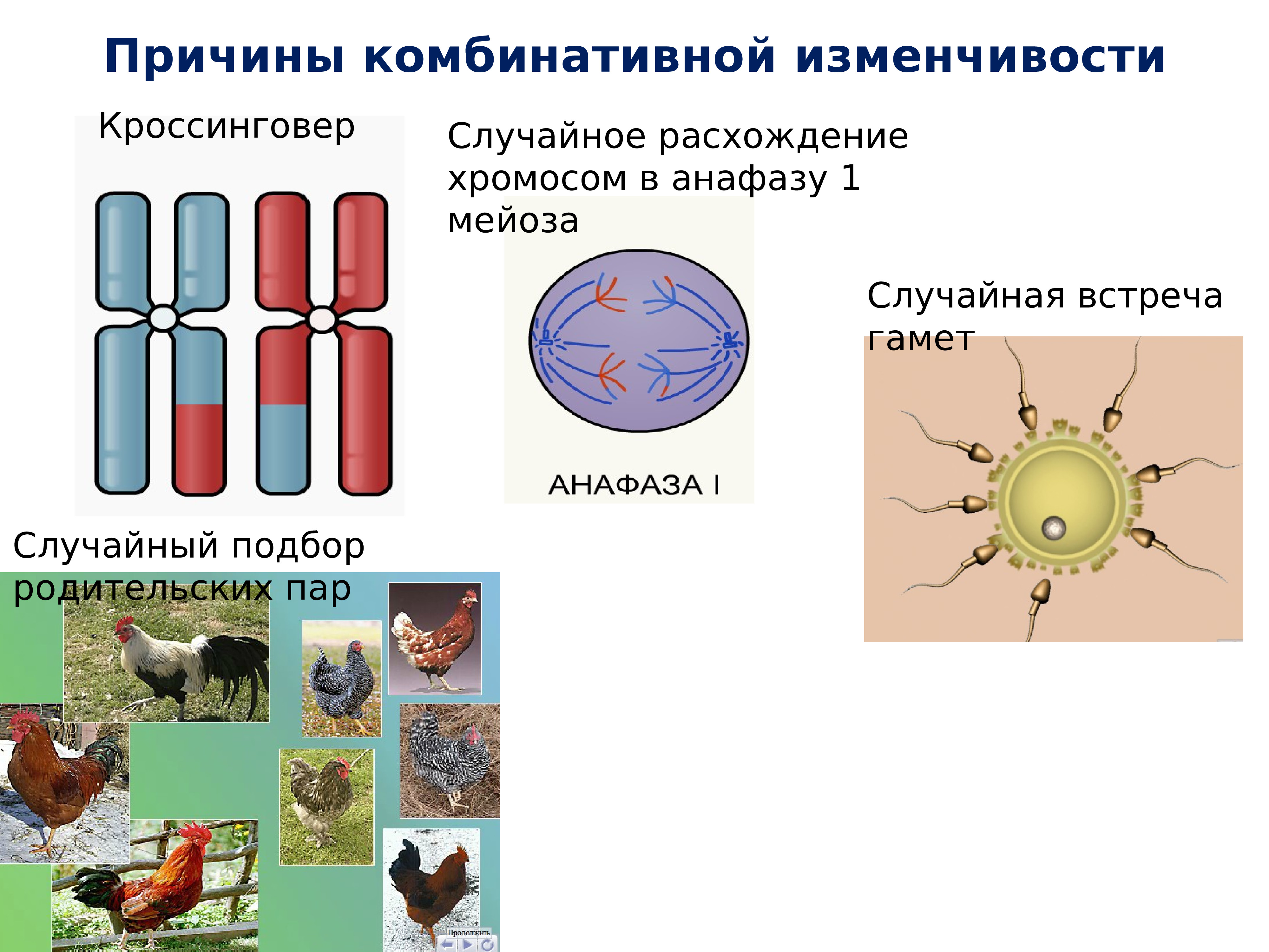 Презентация закономерности изменчивости 10 класс профильный уровень