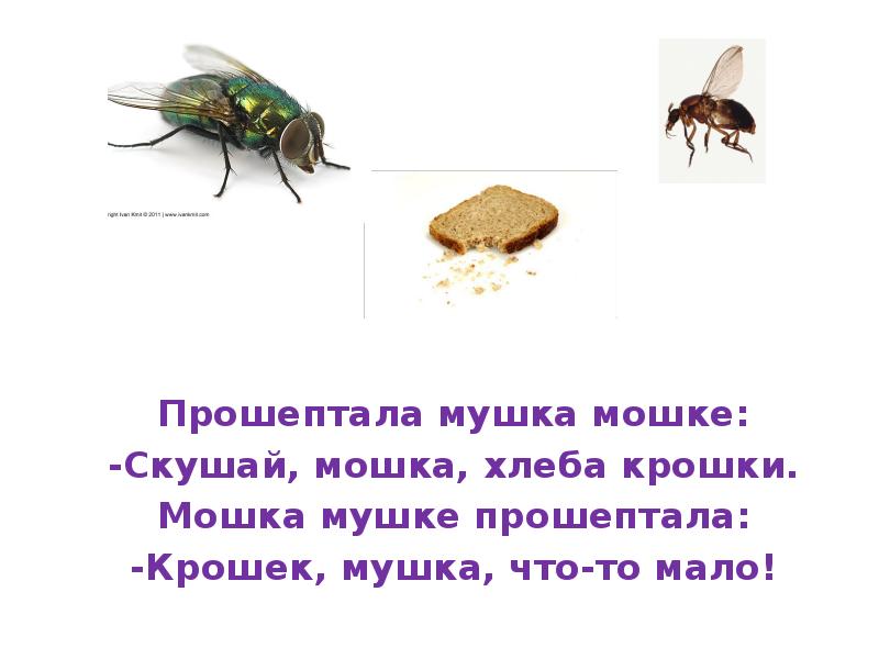 крошки хлеба. анекдот сидят 2 мухи. две мухи заметили крошку хлеба. мушка goniurellia tridens. две мухи заметили крошку хлеба.