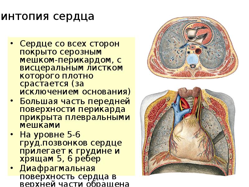 Что значит жидкость в сердце