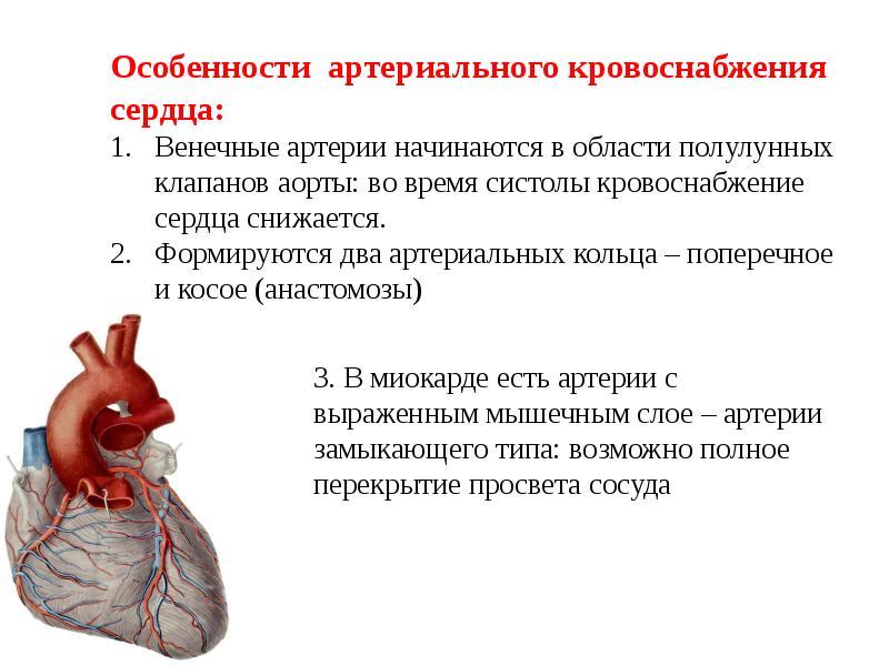 Артериальное сердце. Особенности артериального кровоснабжения. Кровоснабжение сердца. Особенности кровоснабжения сердца.