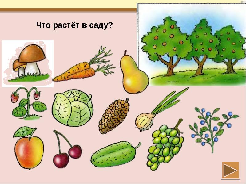 Картинки по окружающему миру для детей