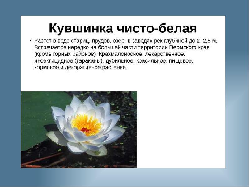 Растения красной книги пермского края фото и описание