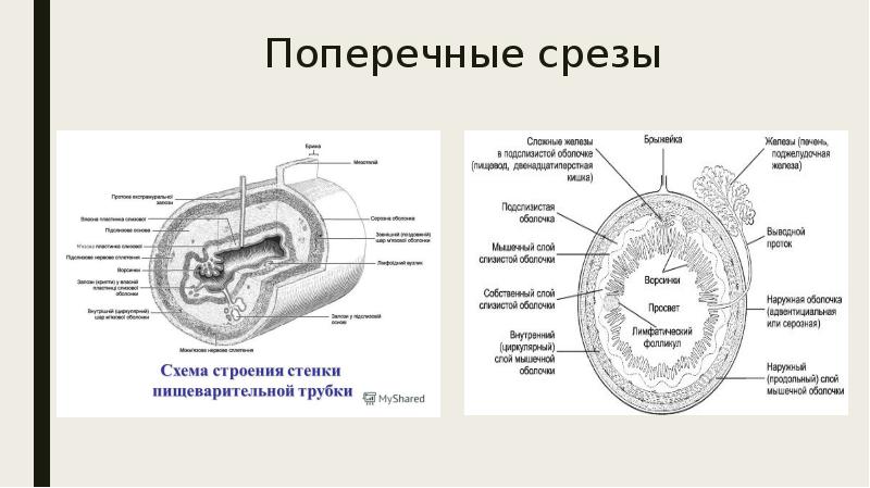 Общий план строения пищеварительной трубки