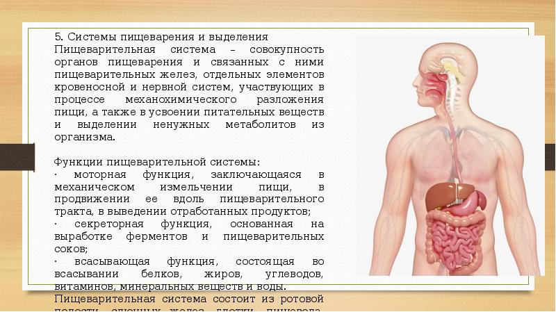 Краткие анатомо физиологические сведения об организме человека презентация