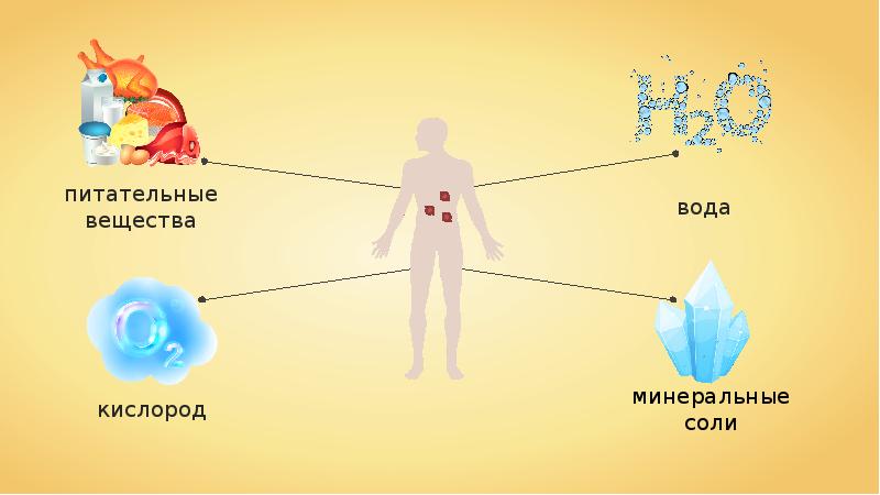 Обмен воды и минеральных солей презентация