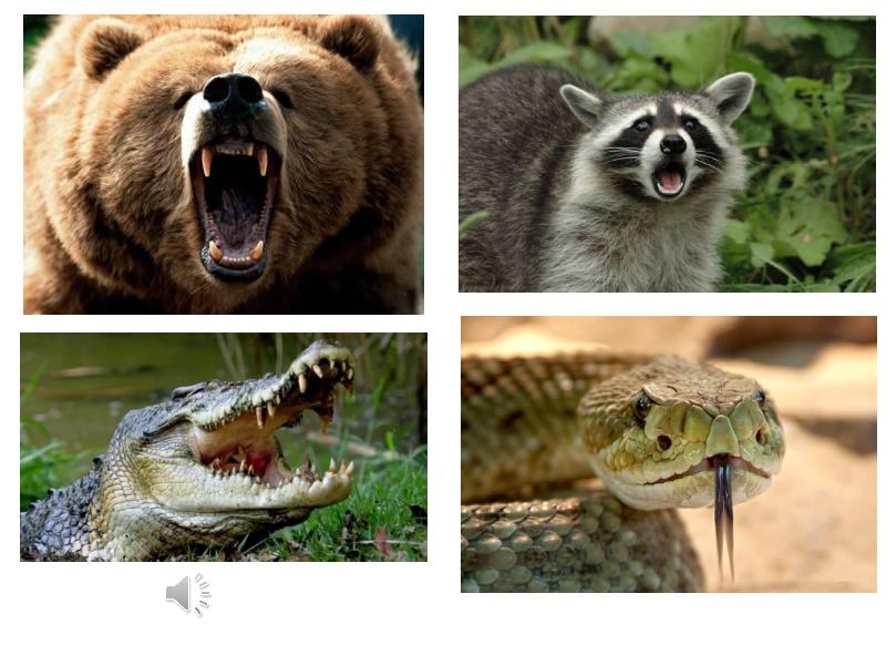 Dangerous wild animals. Опасные Дикие животные США. Wild animals презентация для детей. Дикие опасные звери 2 класс.