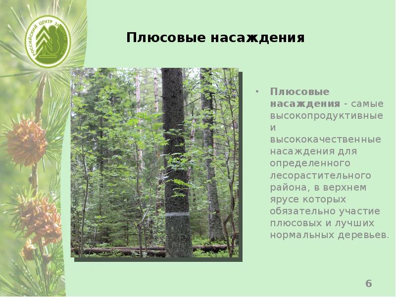 Функции зеленых насаждений в городе. Плюсовые деревья и насаждения. Лесные плантации. Три категории зеленых насаждений. Плюсовые деревья фото.