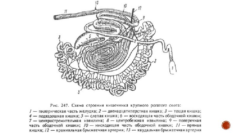 Как называется элемент строения тонкой кишки изображенный. Строение тонкого отдела кишечника крупного рогатого скота. Строение Толстого отдела кишечника КРС. Тонкий и толстый отделы кишечника КРС. Тонкий отдел кишечника КРС.