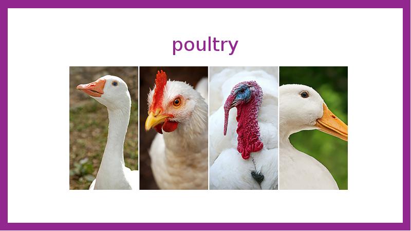 poultry poultry