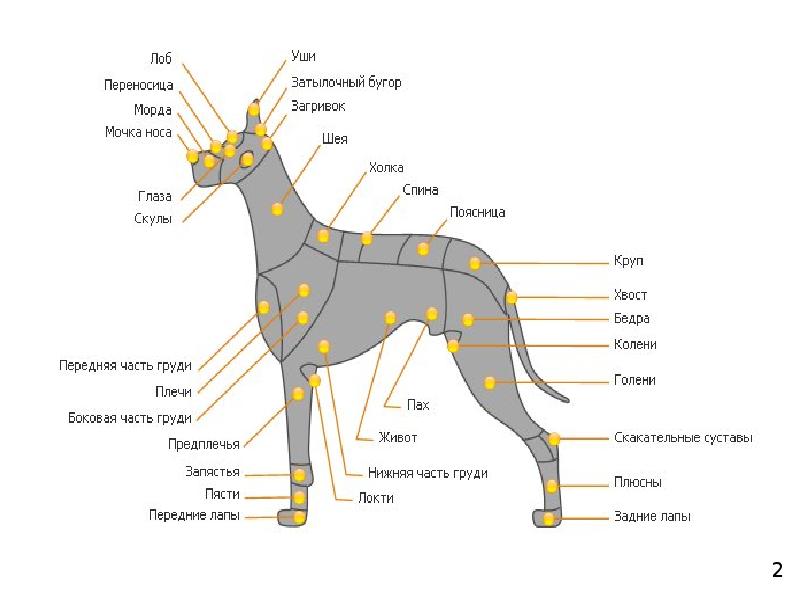 Стати собаки схема