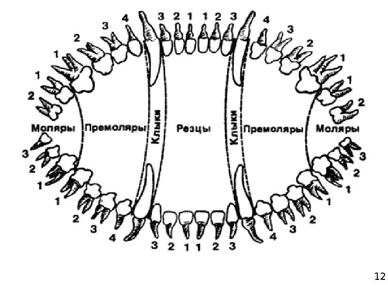 Зубная формула собаки схема