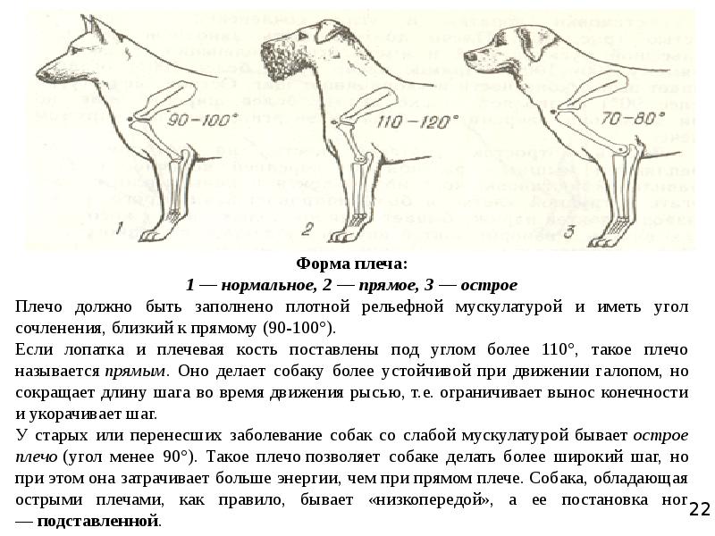 Прямое плечо у собаки картинка