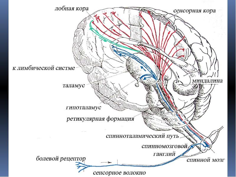 Кожная сенсорная система презентация